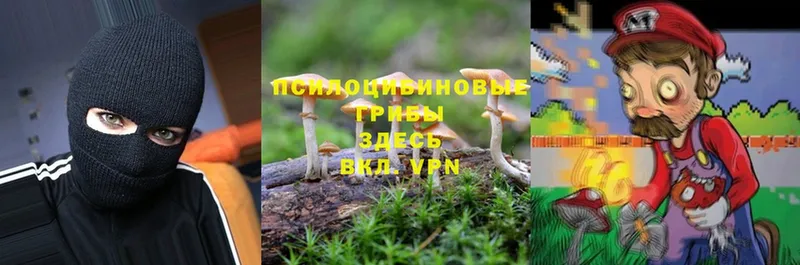 Псилоцибиновые грибы Psilocybe  где найти наркотики  Грязи 